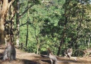Hutan Pusuk Lombok Utara